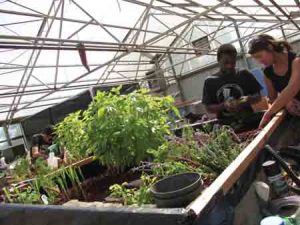 Aquaponics